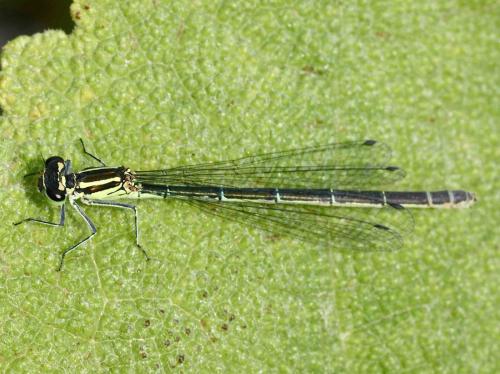 Coenagrion puella