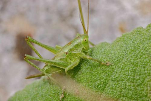 Tettigonia viridissima