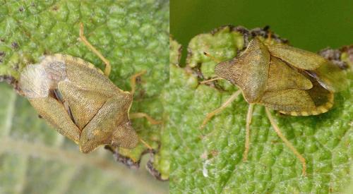 Réf. 121 416 : Peribalus strictus strictus