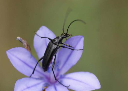 Rutpela nigra