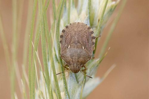 Réf. 121 542 : Eurygaster maura