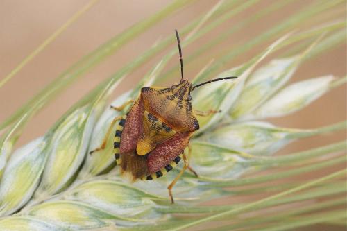 Carpocoris pudicus