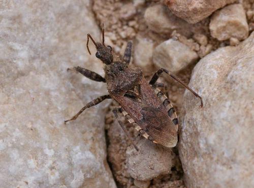 Réf. 121 477 : Coranus griseus