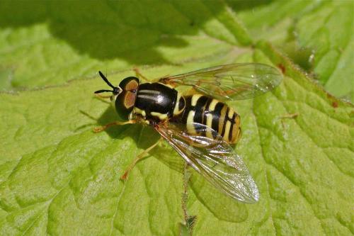 Chrysotoxum octomaculatum