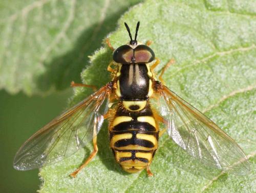 Chrysotoxum octomaculatum