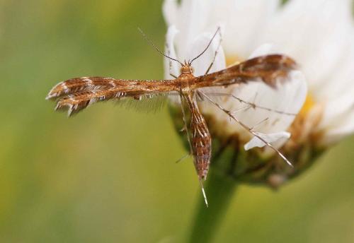 Réf. 121 544 : Oxyptilus sp.