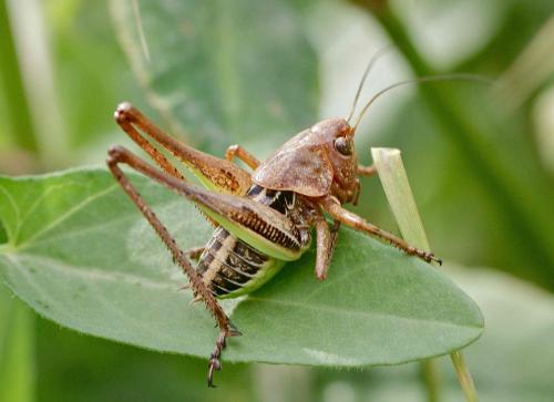 Réf. 121 959 : Decticus albifrons