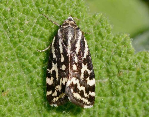 Réf. 121 602 : Acontia trabealis