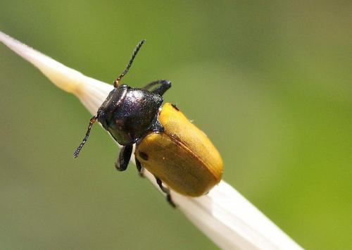 Réf. 121 605 : Labidostomis sp.
