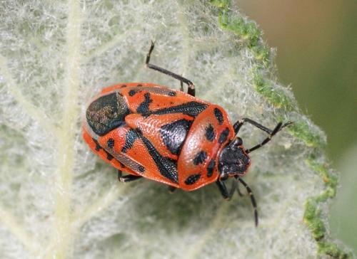 Réf. 121 021 : Eurydema ornata
