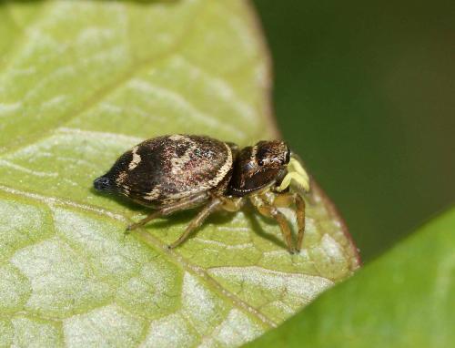 Réf. 121 924 : Heliophanus tribulosus