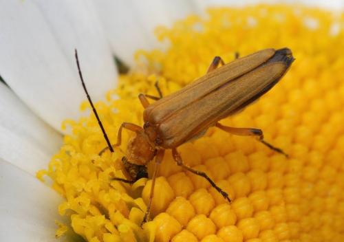Oedemera podagrariae