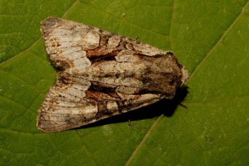 Lacanobia w-latinum