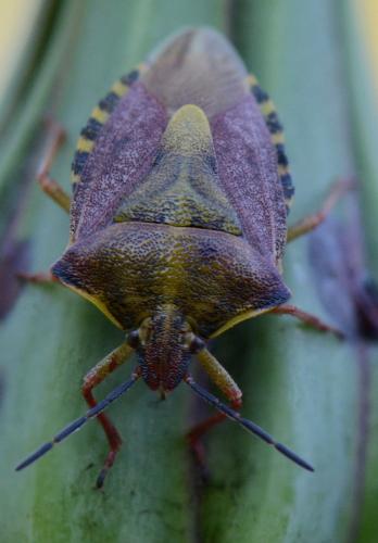 Carpocoris purpureipennis