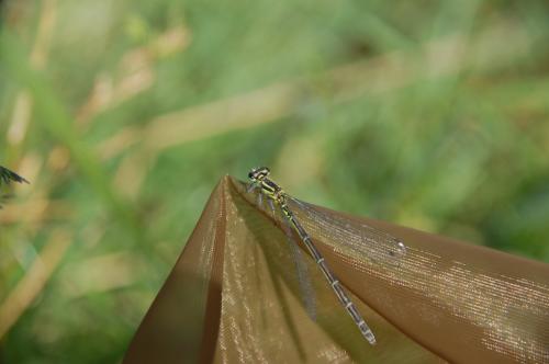 Coenagrion puella