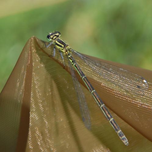 Coenagrion puella