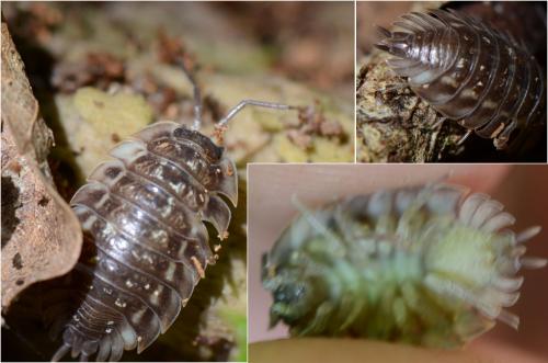 Réf. 121 275 : Oniscus asellus