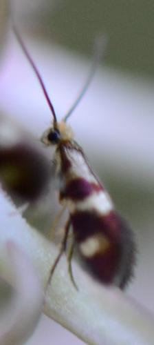 Micropterix aglaella