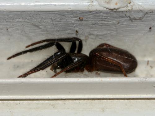 Segestria florentina