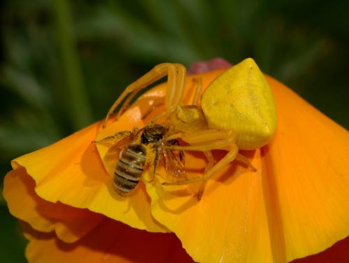 Thomisus onustus