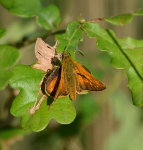 Ochlodes sylvanus