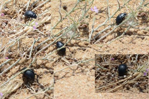 Réf. 121 093 : Erodius sp.
