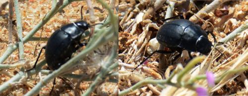 Réf. 121 204 : Erodius sp.