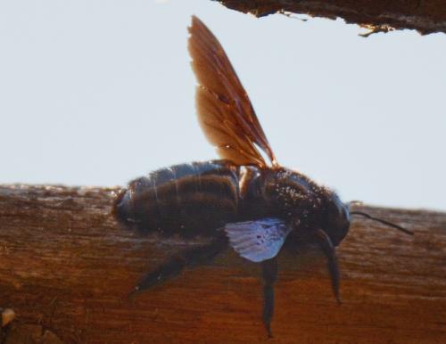 Xylocopa sp.