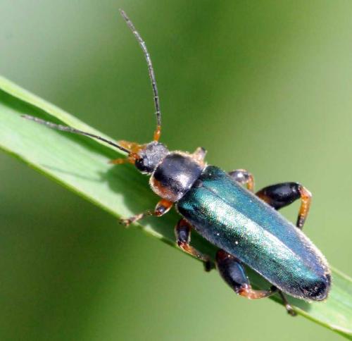 Réf. 121 027 : Osphya aeneipennis