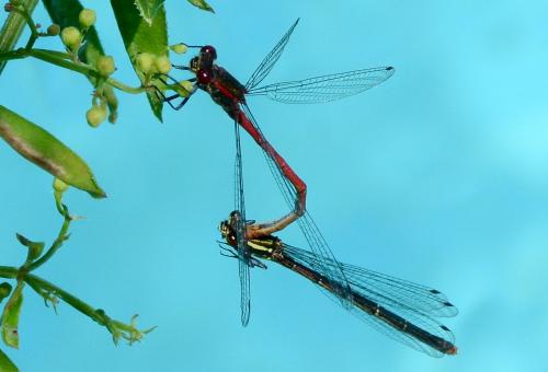 Pyrrhosoma nymphula