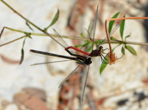 Pyrrhosoma nymphula