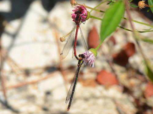 Pyrrhosoma nymphula