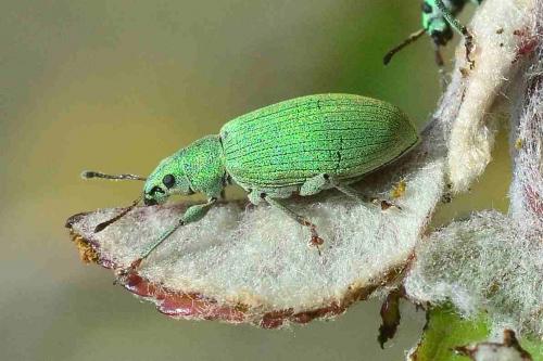 Réf. 121 949 : Polydrusus sp.