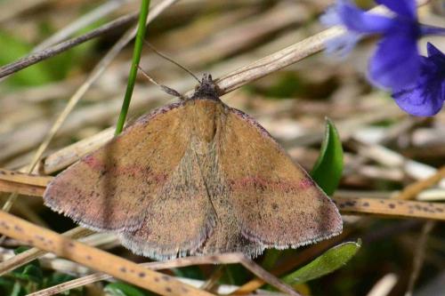 Phytometra viridaria