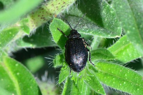 Galeruca sp.
