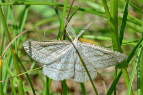 Perconia strigillaria