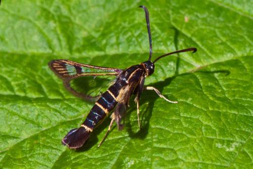 Réf. 121 365 : Synanthedon tipuliformis