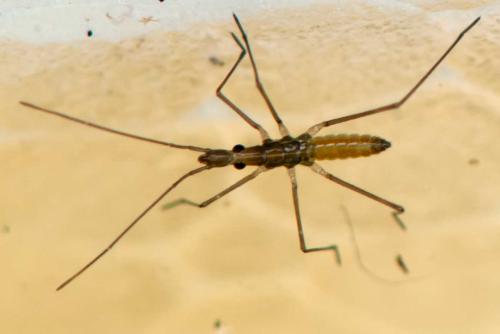 Hydrometra sp.