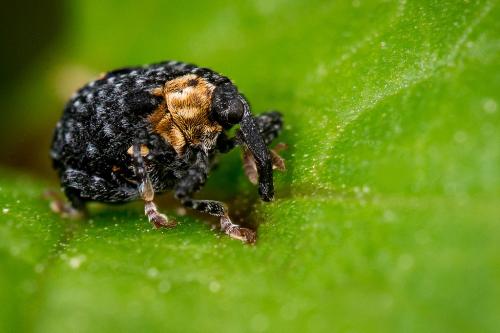Cionus tuberculosus