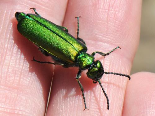 Réf. 121 109 : Lytta vesicatoria