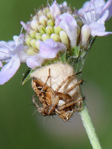 Oxyopes heterophthalmus