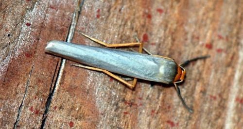 Eilema complana