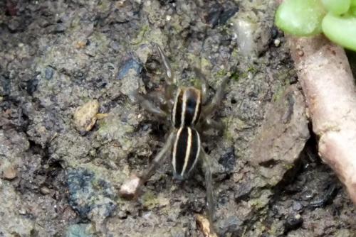 Phlegra bresnieri