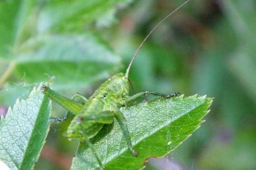 Tettigonia viridissima