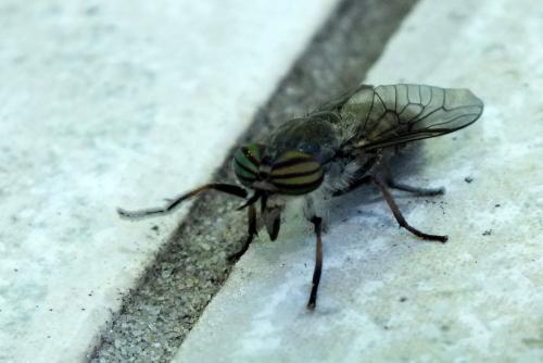 Tabanus quatuornotatus