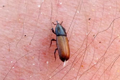 Mesites pallidipennis