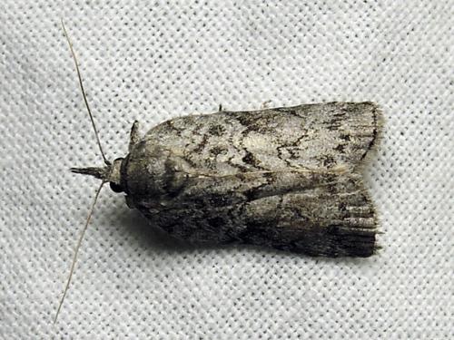 Réf. 121 200 : Nycteola sp.