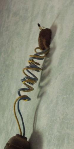 Sceliphron sp.