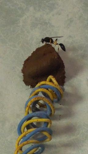 Sceliphron sp.