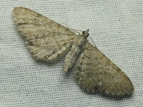 Eupithecia sp.